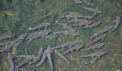 Kars’ta baraj kapağı kapatıldı, yüzlerce balık mahsur kaldı