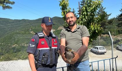 Kastamonu’da yaralı halde bulunan karabatak ve karga yeniden doğaya salındı
