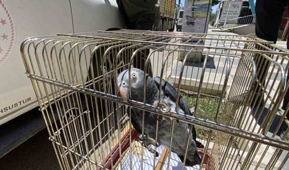 Kırmızı listedeki Afrika Papağanı Aksaray’da yakalandı