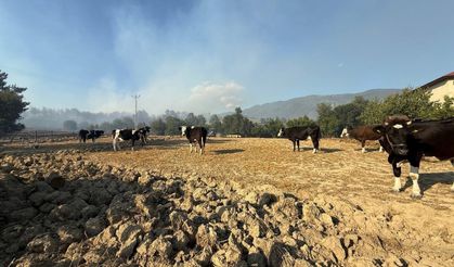Kozan’daki orman yangınında çiftçiler, hayvanlarını korumak için mücadele etti