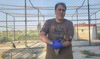 Kurtlar ve köpeklerin akrabalığı araştırılıyor