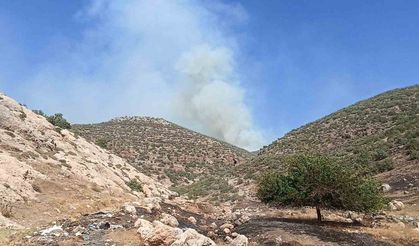 Mardin’de orman yangını