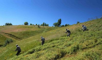 Muş’ta ot biçme sezonu başladı