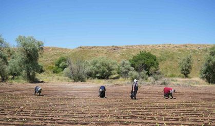 Muş’ta tütün ekimi başladı: 1 milyar TL’lik katkı bekleniyor