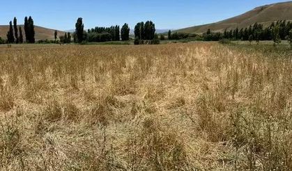 Muş’ta yaban domuzları ekili araziyi talan etti