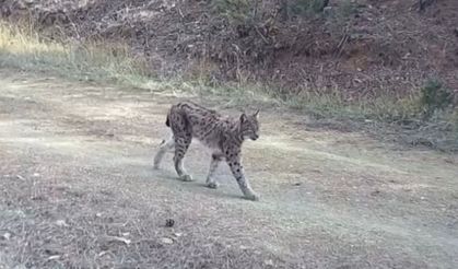 "Ormanın hayaleti" vaşak doğal ortamında kamerada