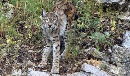 "Ormanın hayaleti" vaşak Kemaliye’de görüntülendi