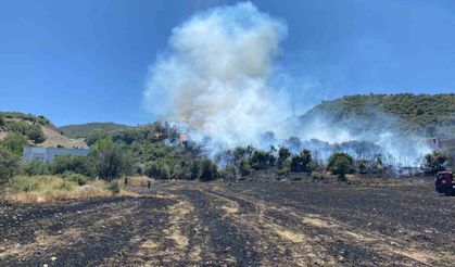Osmaniye’deki anız yangını ormana sıçradı