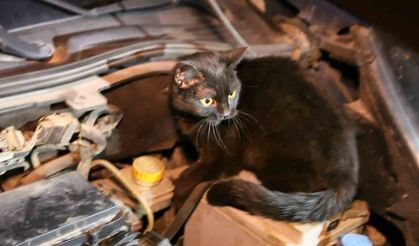 Polis aracın kaputunu açtı, motordan çıkan şaşırttı