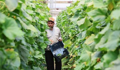 Salatalıkta hem sera, hem tarla bereketi