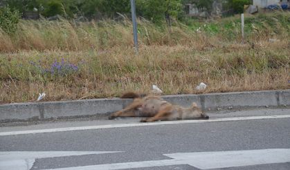 Sinop’ta aracın çarptığı çakal telef oldu