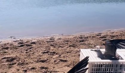 Sinop’ta tedavileri tamamlanan martılar doğaya salındı
