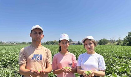 Türkiye’nin bamya üretim merkezinde hasat başladı