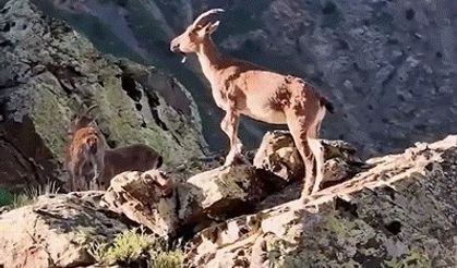 Vali Aydoğdu dağ keçilerinin görüntülerini paylaştı: "Huzurun şehri, Erzincan"