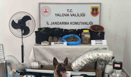 Yalova’da evini uyuşturucu serasına çeviren zanlı yakalandı
