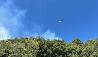 Zirai alanda başlayan yangın ormana sıçradı