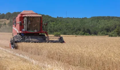Bilecik’te 75 bin ton buğday üretildi