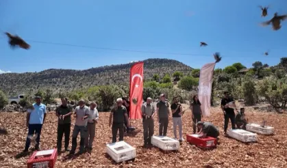 Mardin’de doğaya 300 kınalı keklik salındı