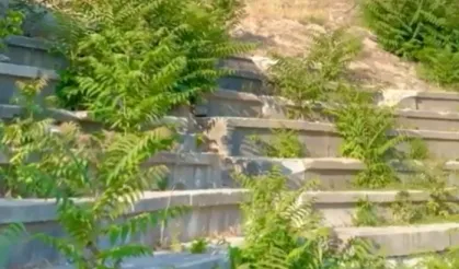 Vize Antik Kenti ilgisizlikle yok oluyor! Tarihi miras için acil çağrı!