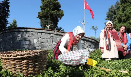 Bakan Göktaş yöresel kıyafetlerle Rize'de çay hasat etti