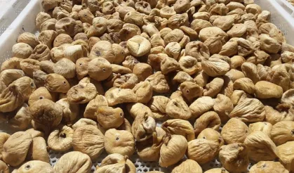 Kuru incirde üreticilere 19 bin kerevet dağıtıldı