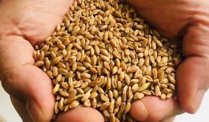 Muğla Milas'ta üreticilere karakılçık buğday tohumu