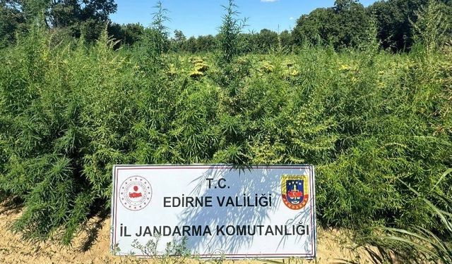 Edirne’de uyuşturucu operasyonu: 49 bin 500 kök kenevir imha edildi