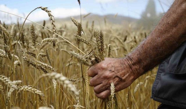 Kelkit’te buğday hasadı başladı, yağışlar rekolteyi olumsuz etkiledi