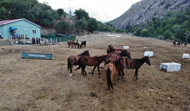 Kesilmekten kurtulan atlar 3 yıldır koruma çiftliğinde yaşamlarını sürdürüyor