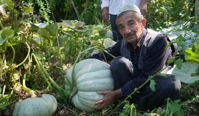 Muşlu çiftçi 50 kiloluk bal kabağı yetiştirdi