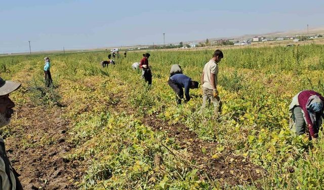 Adilcevaz’da fasulye hasadı başladı