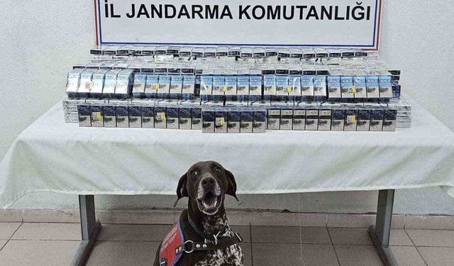 Ağrı’da binlerce paket kaçak sigara ele geçirildi