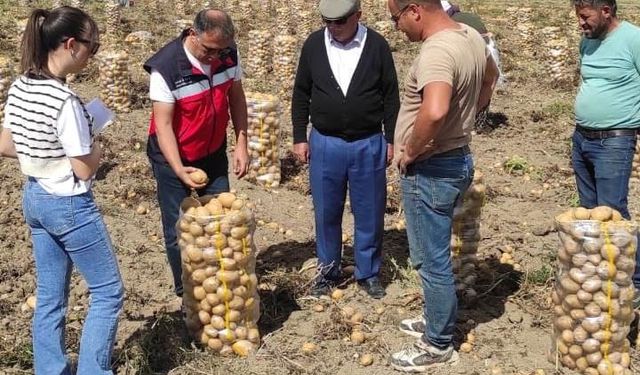 Altıntaş’ta patates ekiliş ve hasat kontrolleri