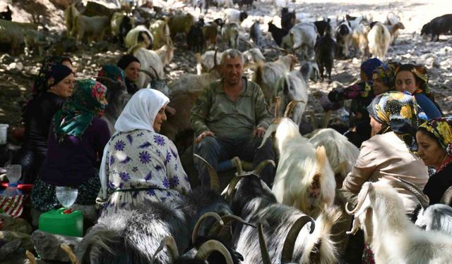 Berivanlar son demlerini yaşıyor