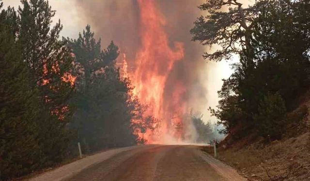 Bolu’da orman yangını çıktı