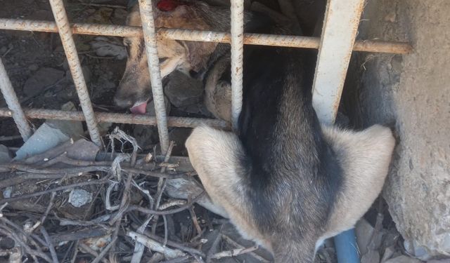 Demir korkuluklara sıkışan köpek kurtarıldı