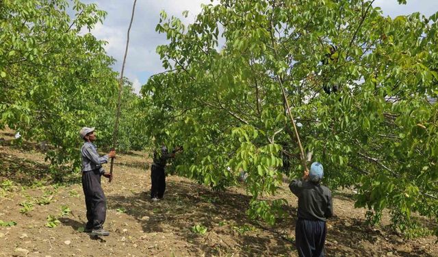 Deprem bölgesinde üreticinin yüzünü güldüren Çağlayancerit cevizi, modern tesislerde özenle işlenip paketlenerek piyasaya sürülüyor