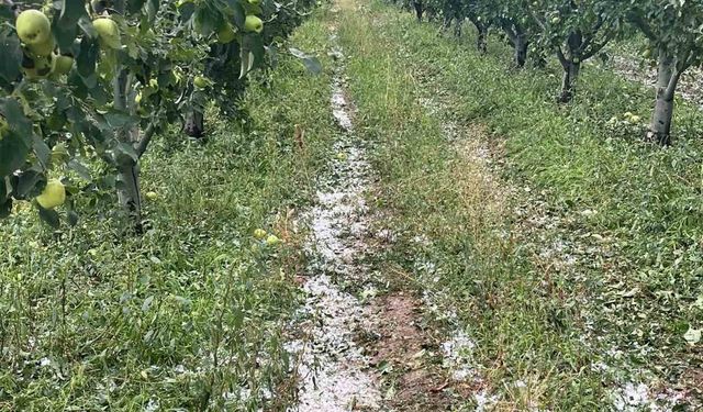 Eğirdir’de etkili olan dolu meyve bahçelerine zarar verdi