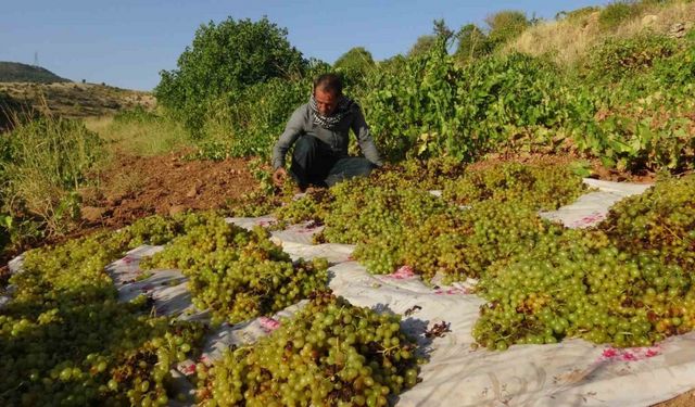 Gercüş’te kuru üzüm çeşitlerinin sergilenmesine başlandı