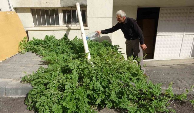 Görenler gözlerine inanamadı, karpuz yetiştirilmeyen Sivas’ta betonda karpuz yetişti