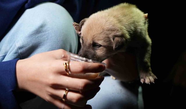 Hayvansever aile, anneleri tarafından terk edilen yavru köpeklere sahip çıktı