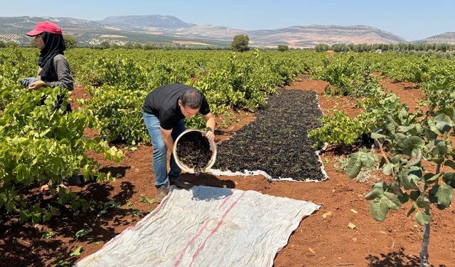 ‘Horoz karası üzümü’nün sofralara yolculuğu başladı