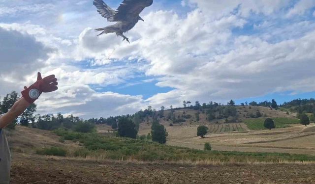 Isparta’da tedavi edilen mısır akbabası doğaya salındı