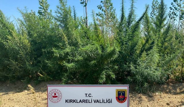 Kırklareli’nde 1 milyon 896 bin 550 kök kenevir ele geçirildi