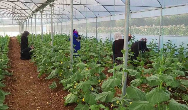 Kooperatif kuran kadınlar seralarındaki ürünlerin ilk hasadını yaptı