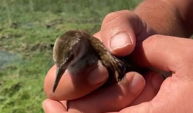 Nesli tükenme tehlikesi altındaki su kılavuzu, tedavi edilip doğaya salındı