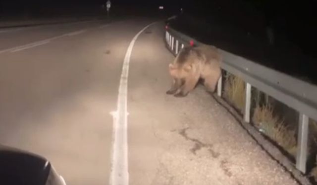 Sarıkamış’ta ayının kaşınma anı kamerada