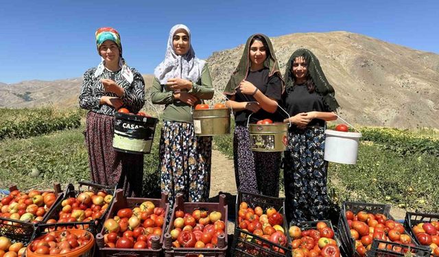 Yüksekova’da kadınların eliyle domates hasadına başlandı