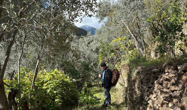 Artvin’de asırlık zeytin ağaçlarından hasat başladı