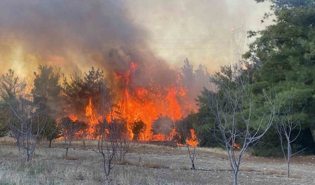 Çanakkale’de orman yangını